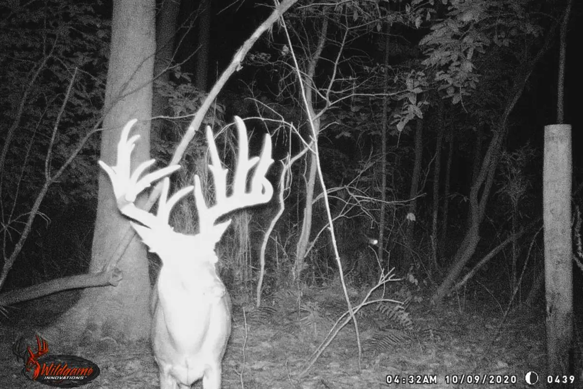 north carolina 201-inch non-typical whitetail buck